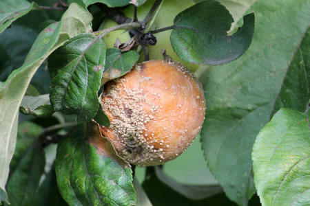 单菌引起的苹果褐果腐病照片