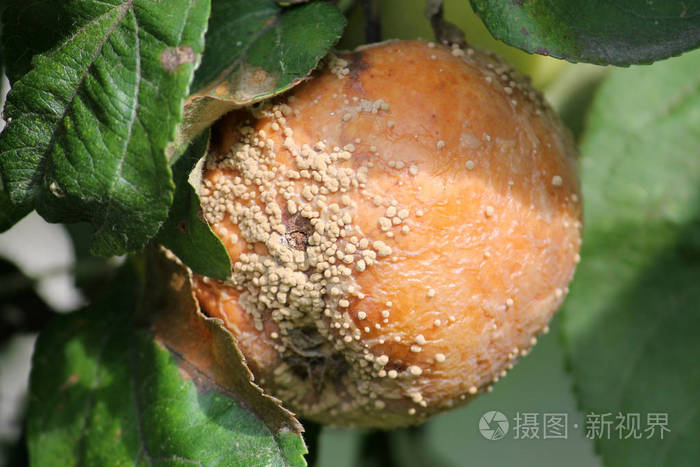 单菌引起的苹果褐果腐病