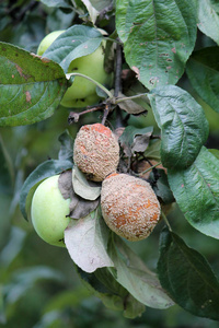 核果褐腐病菌图片
