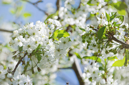 春天在果园里, 美丽绽放的樱花树在春天公园, 樱花分枝在绽放