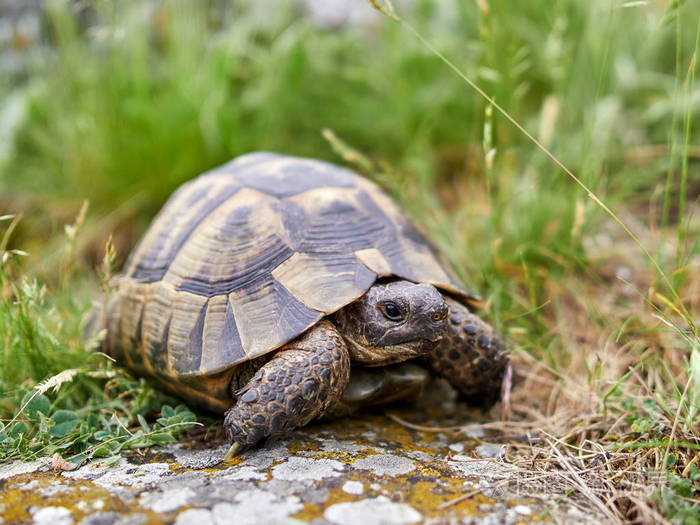 天然生境中的刺龟(testudograeca)照片-正版商用图片