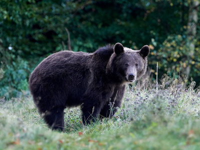 欧亚棕熊ursusarctosarctos又称欧洲棕熊