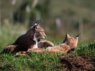  Wild animal hidden in nature habitat lynx lynx