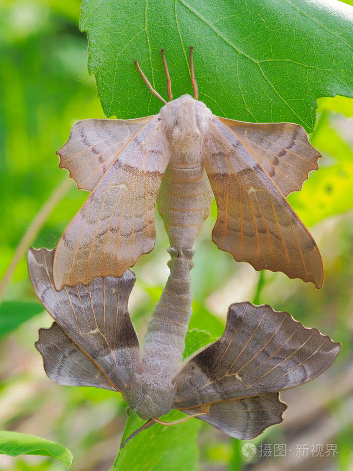 一对在绿叶上交配的杨树鹰蛾