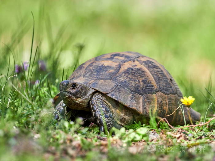 天然生境中的刺龟(testudograeca)照片-正版商用图片17ioat-摄图新视