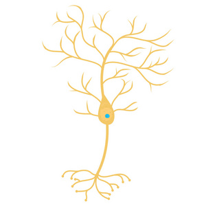 锥体神经元细胞