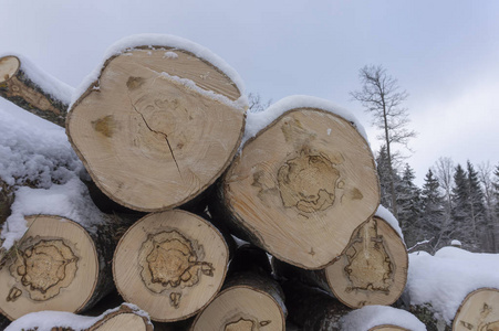一堆原木覆盖在一层新鲜的白雪中，在冬季的概念和取暖的替代燃料的近距离观察