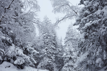 Zyuratkul国家公园的仙女冬季森林。 苏拉特库尔湖冬季雪景