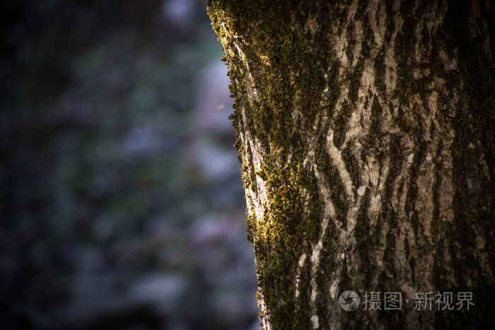 这棵老树的开裂树皮在秋天的森林里长满了绿色的苔藓。 选择性聚焦