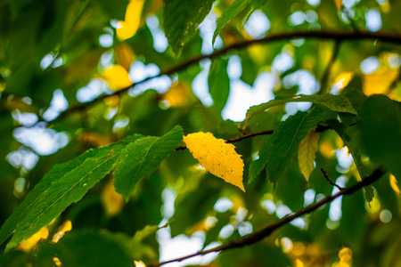 秋天的森林树木。 有温暖光线的风景。 阿塞拜疆。 选择性聚焦