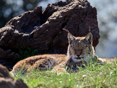  Wild animal hidden in nature habitat lynx lynx