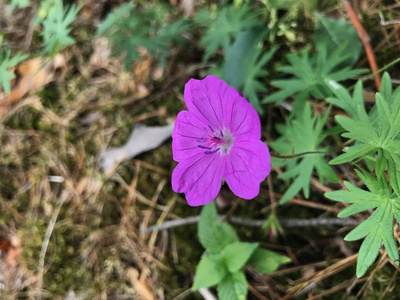 精致的小红花