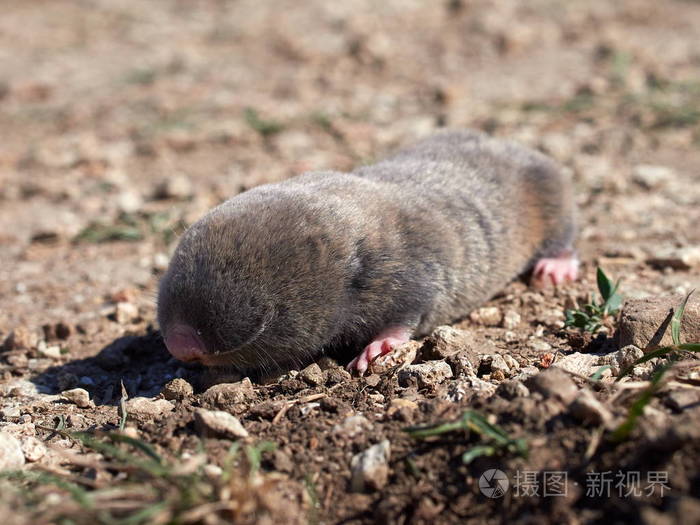 天然生境中小鼹鼠nannospalaxleucodon