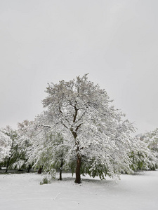 四月底罗马尼亚多布罗吉亚雪下的绿叶树
