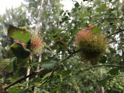 森林中的玫瑰髋部疾病