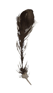 手绘素描的风格图形黑色孔雀羽毛。 墨水插图。