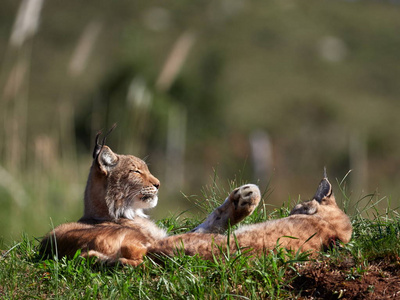  Wild animal hidden in nature habitat lynx lynx