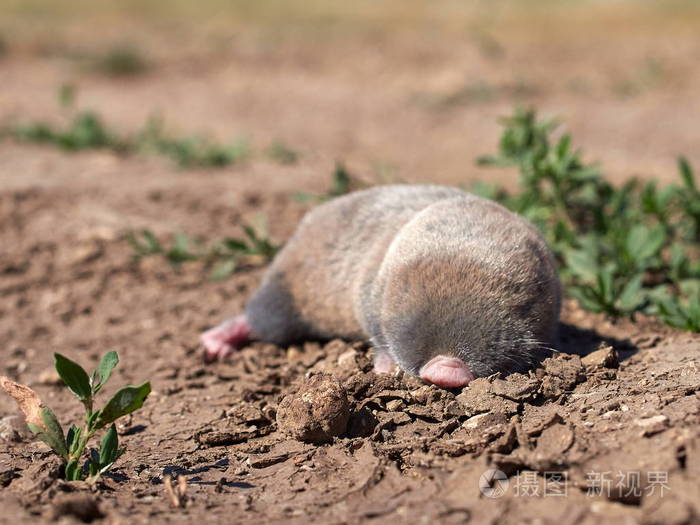 天然生境中小鼹鼠nannospalaxleucodon