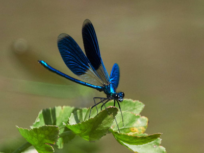 夏季户外蜻蜓()照片