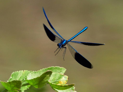 夏季户外蜻蜓()照片