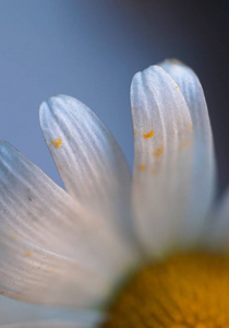 花园里浪漫的白色雏菊花装饰