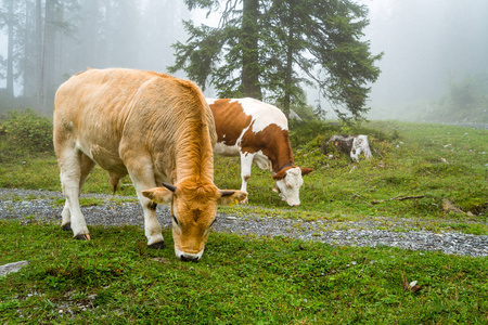 有雾的奶牛在山上