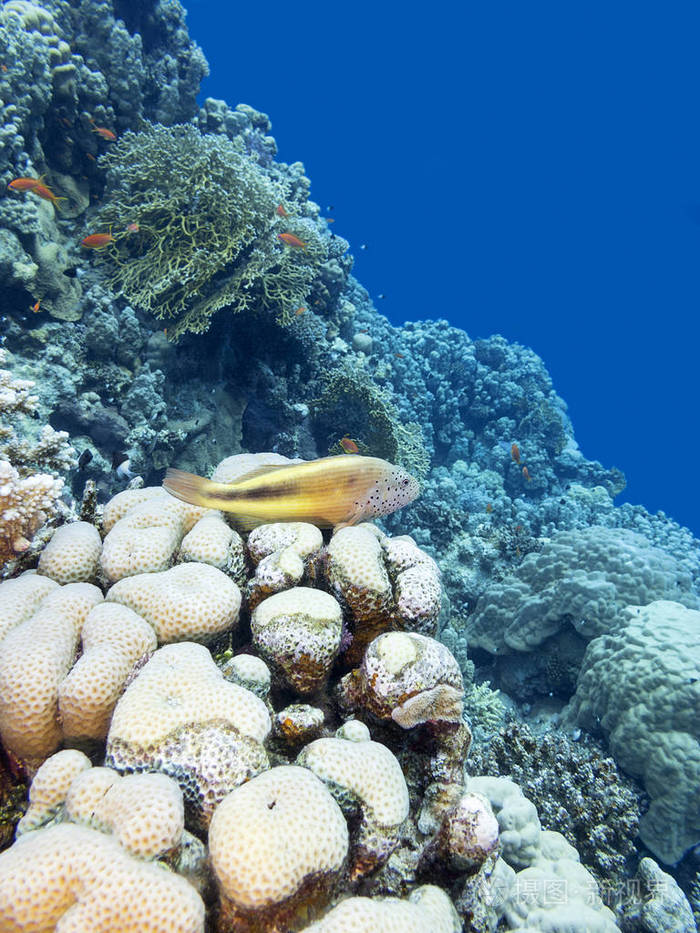 热带海底五颜六色的珊瑚礁,雀斑的鹰嘴鱼,水下景观