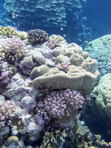 热带海底五颜六色的珊瑚礁，水下景观