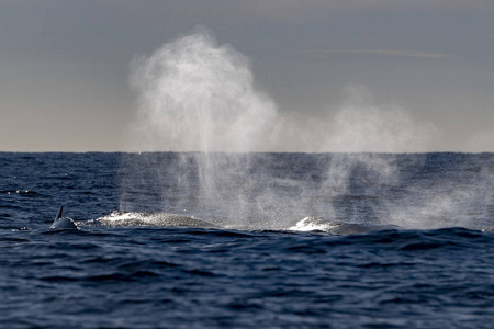 墨西哥卡波圣卢卡斯太平洋背景的座头鲸