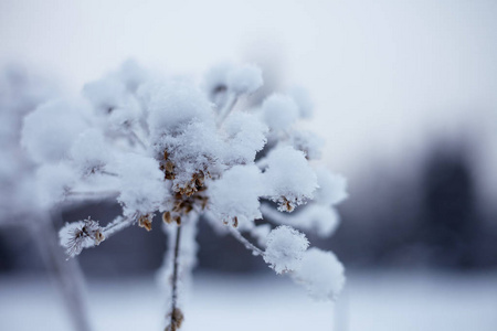 Zyuratkul国家公园的冬季森林。苏拉特库尔湖冬季雪景