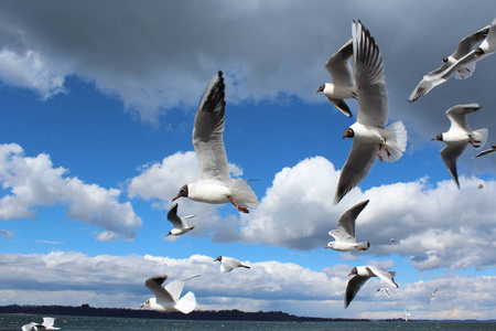 飞翔的海鸥.鸟儿飞过湖面.海鸥在天空中用云彩捕捉食物照片