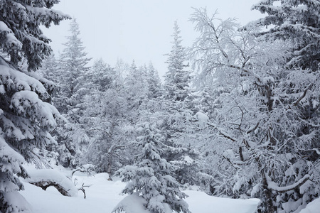 Zyuratkul国家公园的冬季森林。苏拉特库尔湖冬季雪景