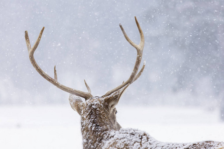 冬天和下雪时鹿的肖像。