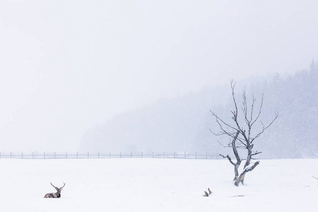 鹿在冬天的雪中休息，背景是美丽的风景