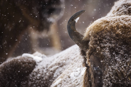 野牛或野牛在冬季的栖息地。 美丽的雪