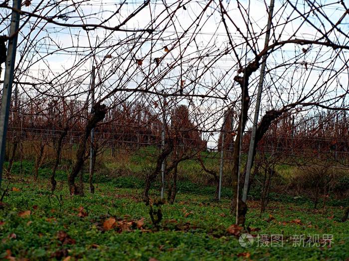 秋天的葡萄园在阳光明媚的日子里落叶