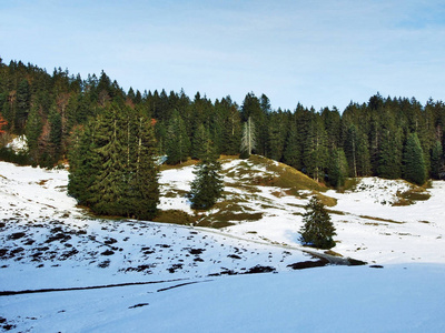 瑞士圣加伦州阿尔普斯坦山脉山坡上的树木和针叶林