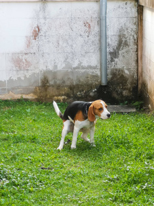 小狗小猎犬在草地上拉屎