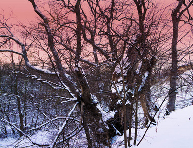 风景优美的冬季景观，白雪皑皑的树木映衬着雪山和粉红色的天空