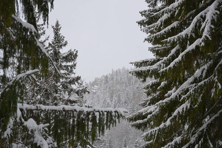 斯洛伐克雪中云杉林