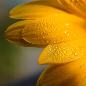 花园里浪漫的橙花装饰