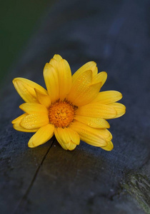 花园里浪漫的橙花装饰