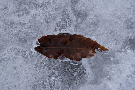 冰水中的一片叶子