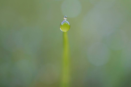 在花园里绿草如茵的叶子上的明亮的水滴