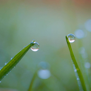 雨在春天的花园里图片
