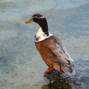 湖中美丽的棕色鹅鸭