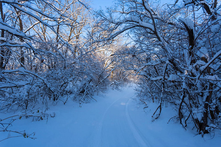 穿过被雪覆盖的冬季森林的近距离隧道