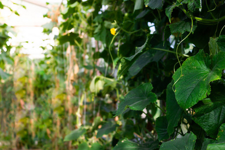 黄瓜的鲜芽生长在温室里。 种植蔬菜的园艺农民种植黄瓜。 素食者的食物。