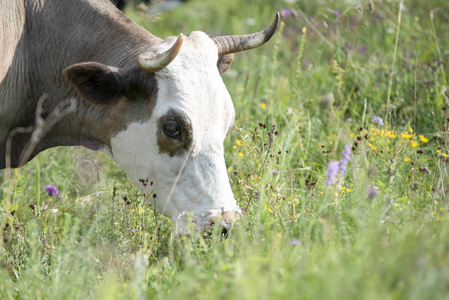 在一片绿色的草地上, 一头在山脚下吃草的牛