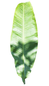 绿色香蕉叶绿色热带树叶纹理分离在白色背景文件与裁剪路径。
